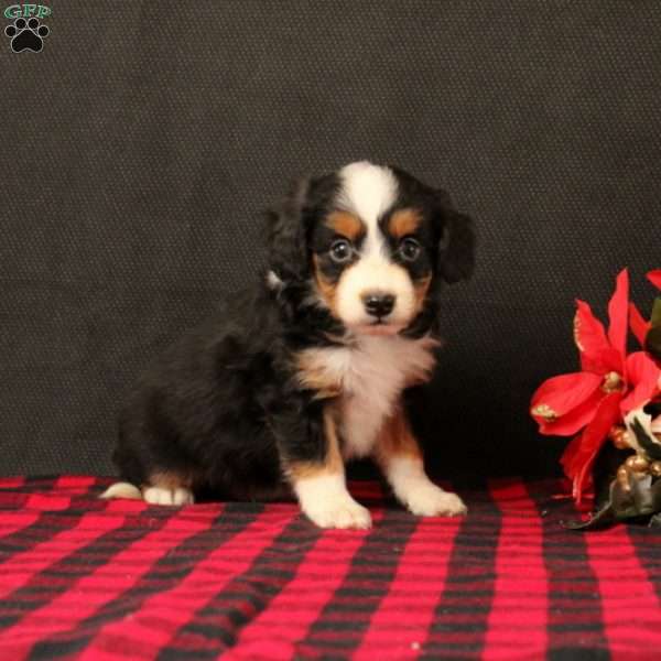 Oaklee, Mini Bernedoodle Puppy